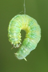 Pamphilius vafer