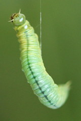 Pamphilius vafer