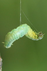 Pamphilius vafer