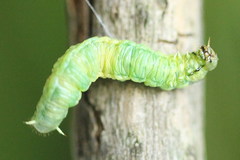 Pamphilius vafer