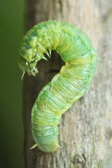 Pamphilius vafer