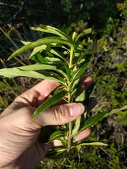 Pittosporum pentandrum