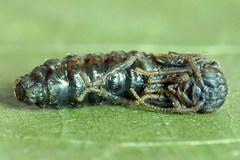 Pamphilius vafer