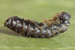 Pamphilius vafer