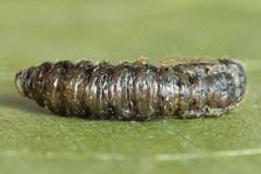 Pamphilius vafer