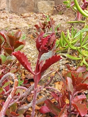 Kalanchoe sexangularis