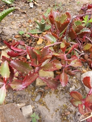 Kalanchoe sexangularis