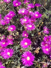 Lampranthus stenopetalus