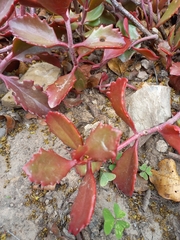 Kalanchoe sexangularis