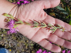 Lampranthus stenopetalus