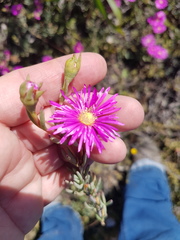 Lampranthus stenopetalus