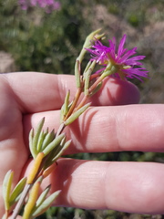 Lampranthus stenopetalus