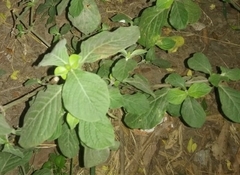 Ruellia tuberosa