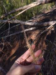 Digitaria insularis