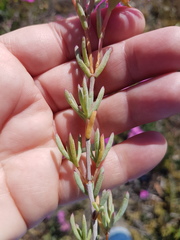 Lampranthus stenopetalus
