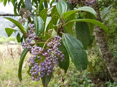Miconieae
