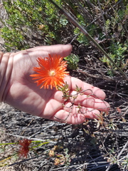 Lampranthus stenopetalus