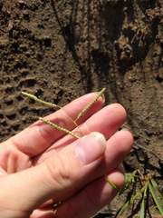 Paspalum scrobiculatum