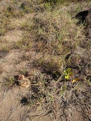 Digitaria violascens