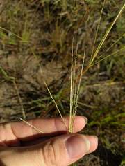 Digitaria violascens