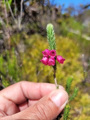 Erica axilliflora