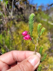 Erica axilliflora