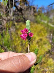 Erica axilliflora