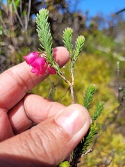 Erica axilliflora