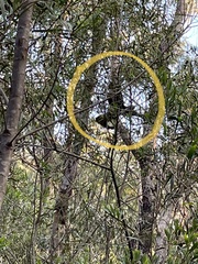 Zanda funerea funerea