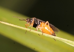 Heterarthrus microcephalus