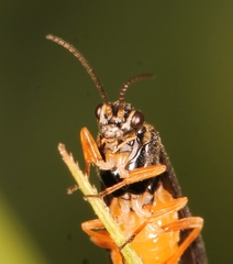 Heterarthrus microcephalus