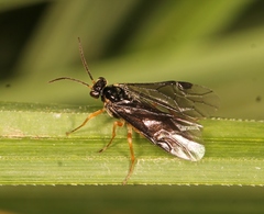 Heterarthrus microcephalus