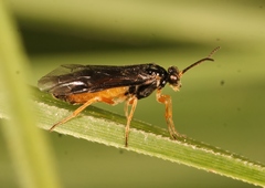 Heterarthrus microcephalus
