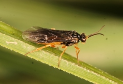 Heterarthrus microcephalus