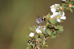 Meomyia sericans