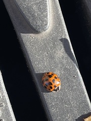 Harmonia axyridis