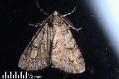 Pseudocoremia suavis