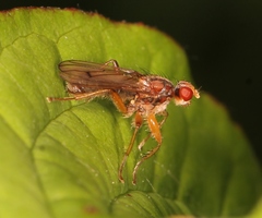 Norellisoma spinimanum