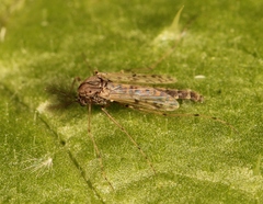 Tanypus punctipennis