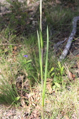 Haemodorum