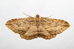 Austrocidaria gobiata