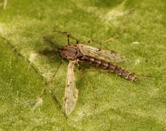 Tanypus punctipennis