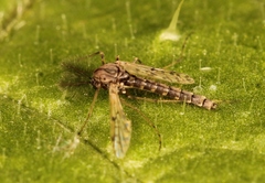 Tanypus punctipennis