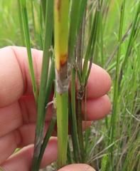 Restio quadratus