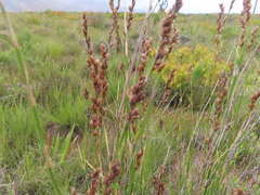 Restio quadratus