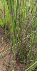 Restio quadratus