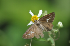 Seseria formosana