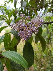 Miconieae