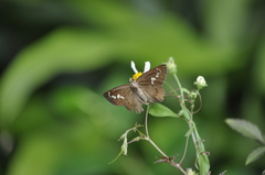 Seseria formosana