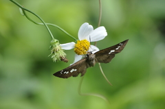 Seseria formosana